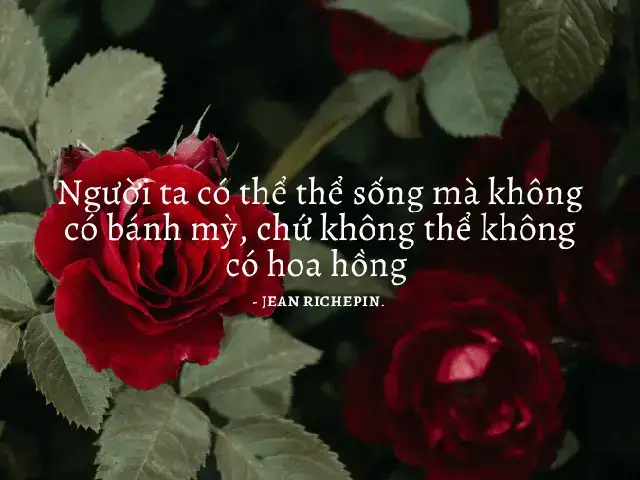 câu nói hay về hoa hồng