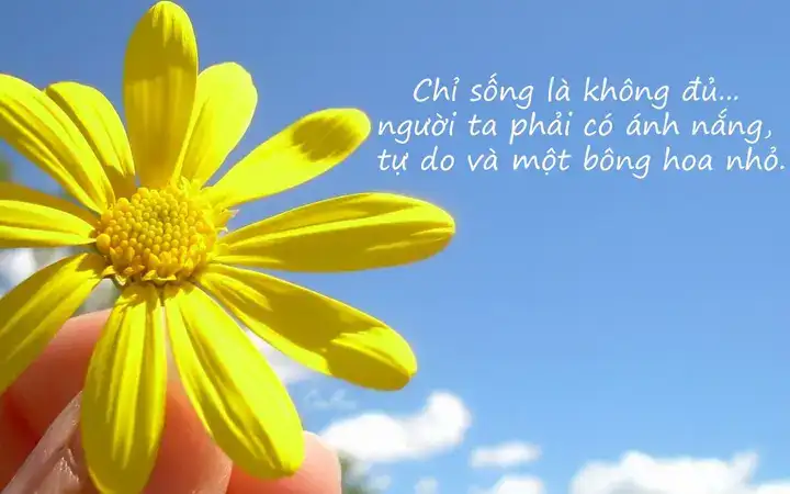 những câu nói hay về hoa mai những câu nói hay về hoa mai