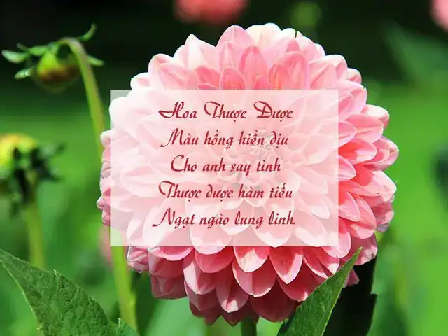 những câu nói hay về hoa thược dược