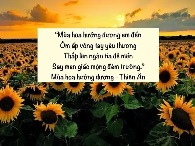 câu nói hay về hoa hướng dương