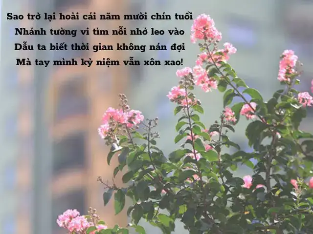 câu nói hay về hoa tường vi