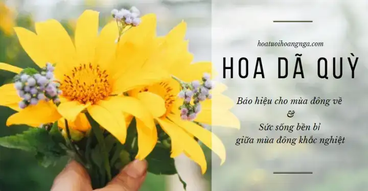 câu nói hay về hoa dã quỳ