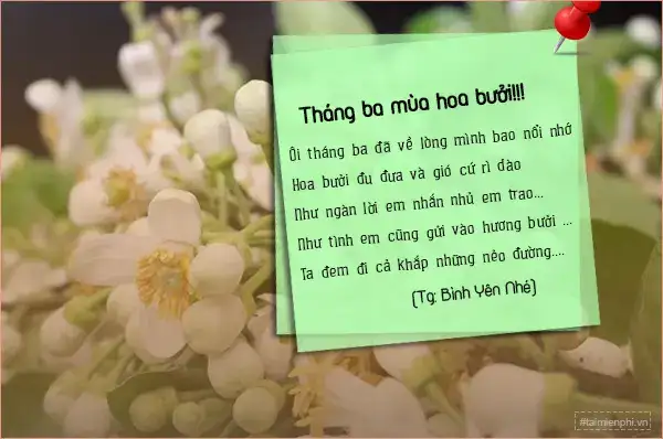 câu nói hay về hoa bưởi