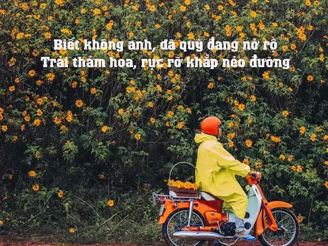 câu nói hay về hoa dã quỳ