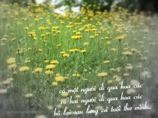 những câu nói hay trong đi qua hoa cúc