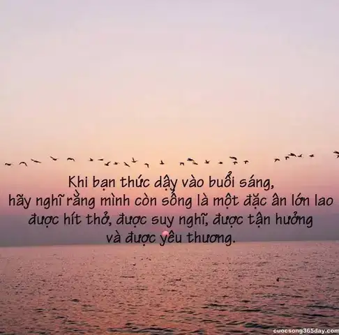 những câu nói hay về chim bồ câu những câu nói hay về chim bồ câu