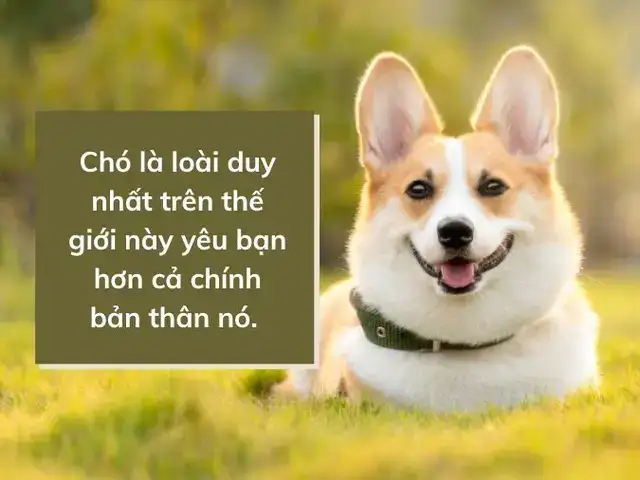 câu nói hay về chợ