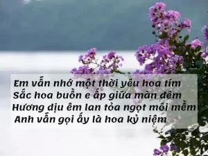 câu nói hay về hoa bằng lăng