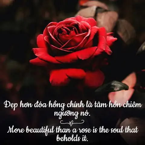 câu nói hay về hoa hồng
