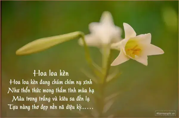 những câu nói hay về hoa loa kèn