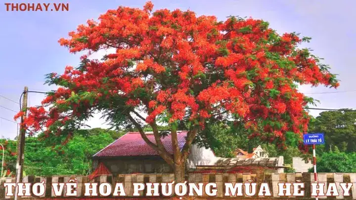 câu nói hay về hoa phượng mùa hè