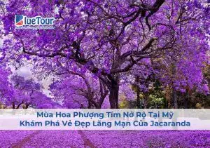 những câu nói hay về hoa phượng tím