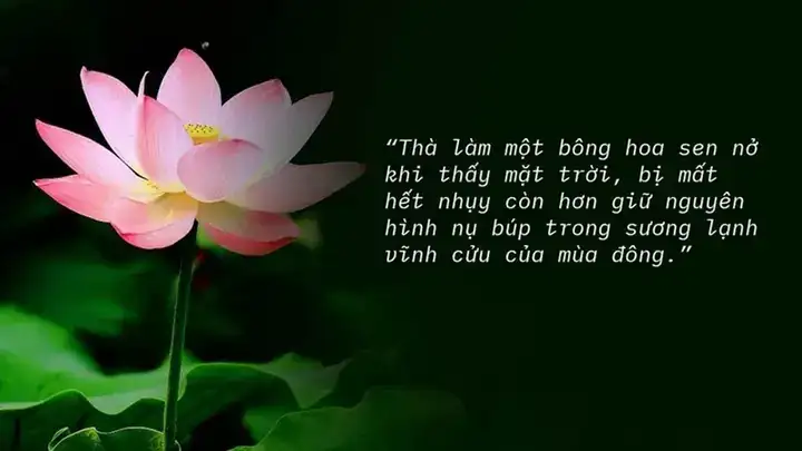 những câu nói hay về hoa tuyết