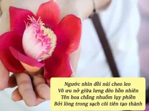 câu nói hay về hoa vô ưu