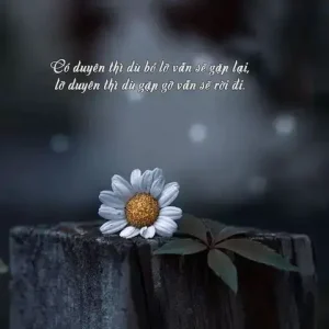 những câu nói hay về lần gặp đầu tiên