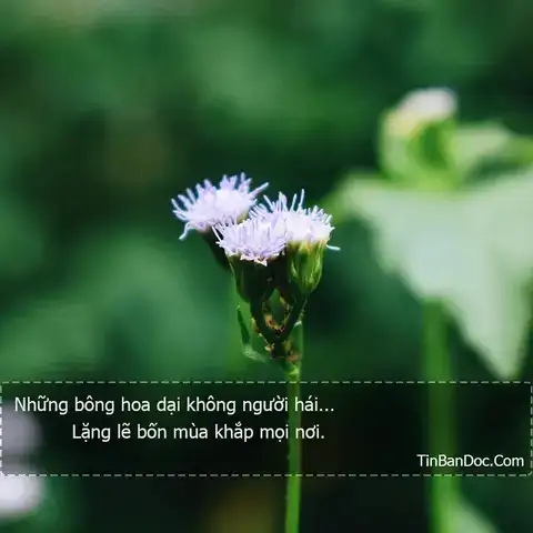 những câu nói hay về loài hoa dại