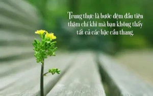 những câu nói hay về sự thật thà