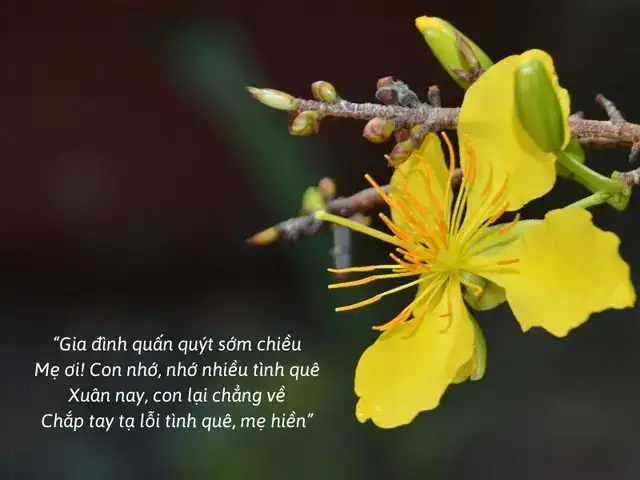 những câu nói hay về tết xa nhà