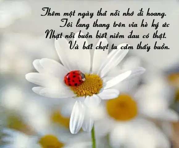 những câu nói hay về tình yêu và nỗi nhớ