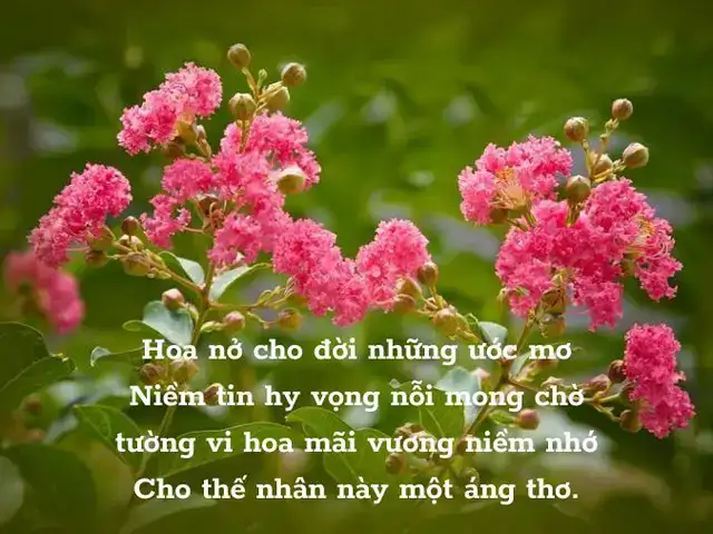 câu nói hay về hoa tường vi