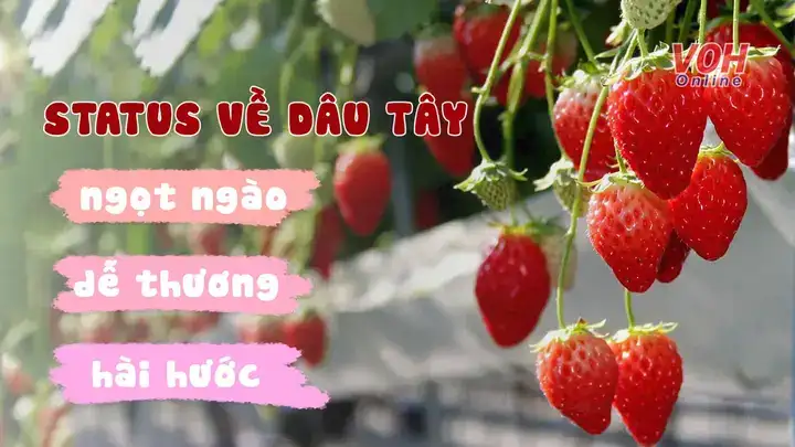 câu nói hay về dâu tây