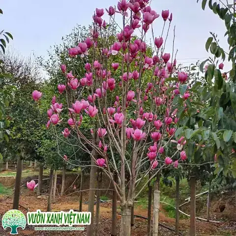 câu nói hay về hoa mộc lan