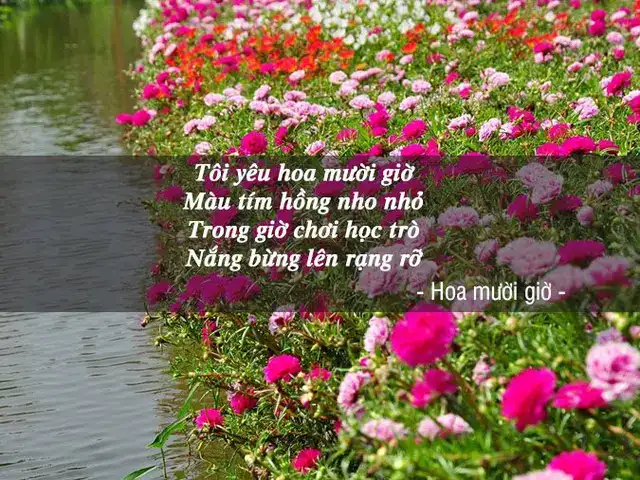 câu nói hay về hoa mười giờ