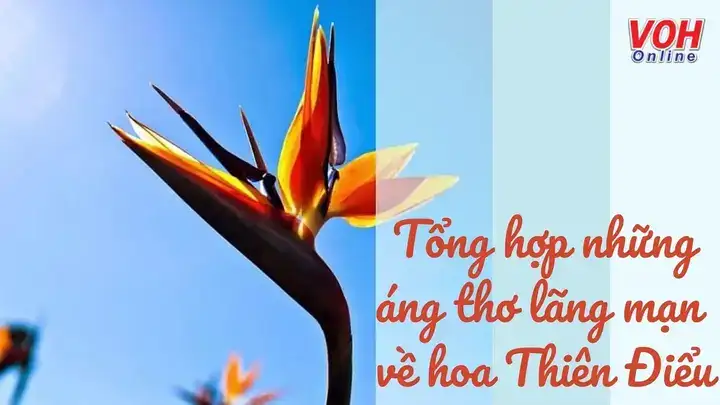 câu nói hay về hoa thiên điểu