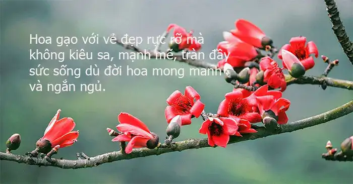 câu nói hay về hoa gạo