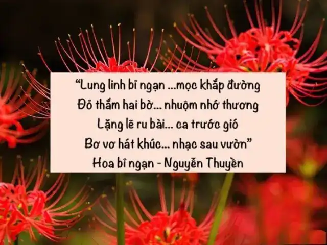câu nói hay về hoa bỉ ngạn