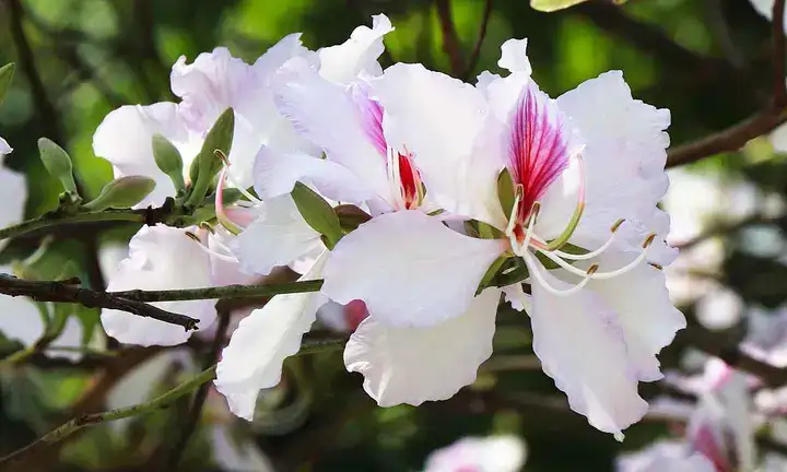 những câu nói hay về hoa ban